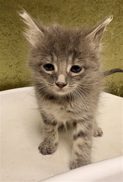 TINA, Baby Domestic Short Hair (medium coat), cat for adoption in Highland, California