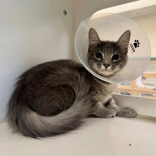 TINA, Baby Domestic Short Hair (medium coat), cat for adoption in Perris, California