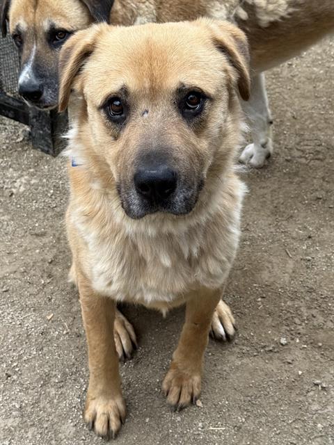 DANNY, an adoptable Anatolian Shepherd in Riverside, CA