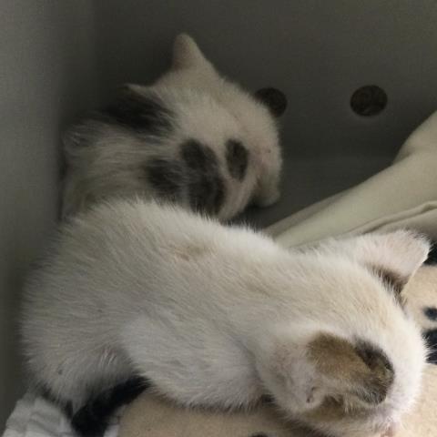 BABY GLOOP, Baby Domestic Short Hair (medium coat), cat for adoption in Highland, California