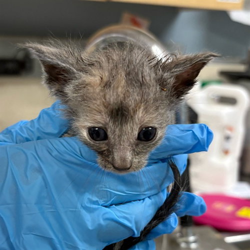 MICHAELA, Baby Domestic Short Hair (medium coat), cat for adoption in Highland, California