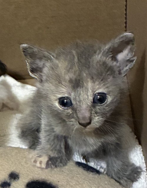 MICHAELA, Baby Domestic Short Hair (medium coat), cat for adoption in Ontario, California
