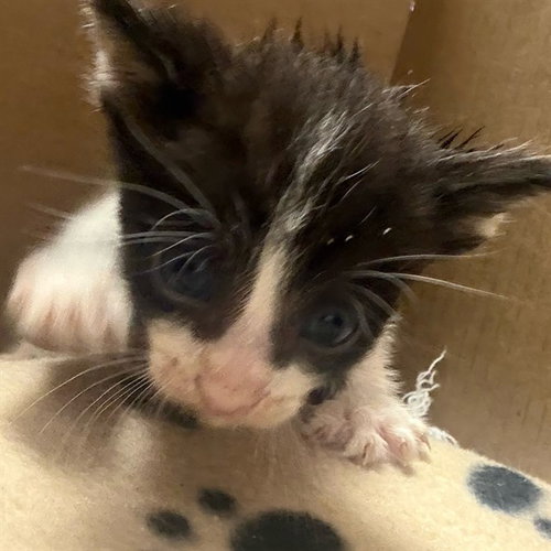 MICHAEL, Baby Domestic Short Hair (medium coat), cat for adoption in Highland, California