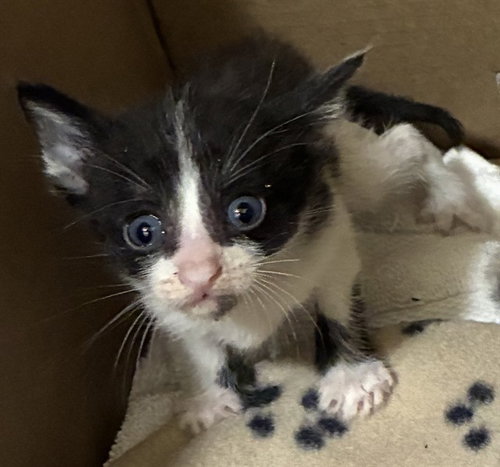 MICHAEL, Baby Domestic Short Hair (medium coat), cat for adoption in Ontario, California
