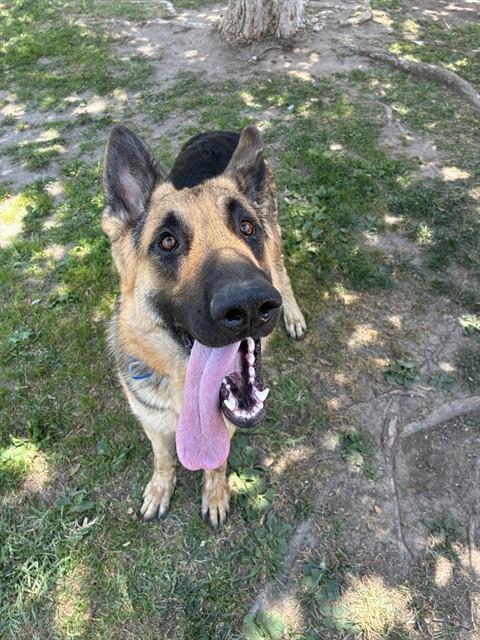 BUSTER, an adoptable German Shepherd Dog in Riverside, CA