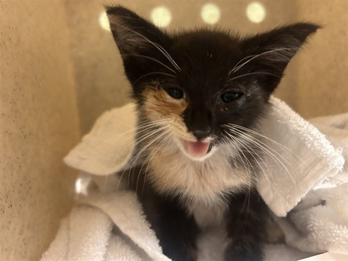 BERRY, Baby Domestic Short Hair (medium coat), cat for adoption in Ontario, California