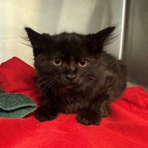 MOON, Baby Domestic Short Hair (medium coat), cat for adoption in Ontario, California