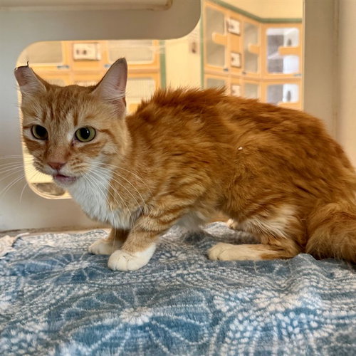 TANSY, Adult Domestic Short Hair (medium coat), cat for adoption in Perris, California