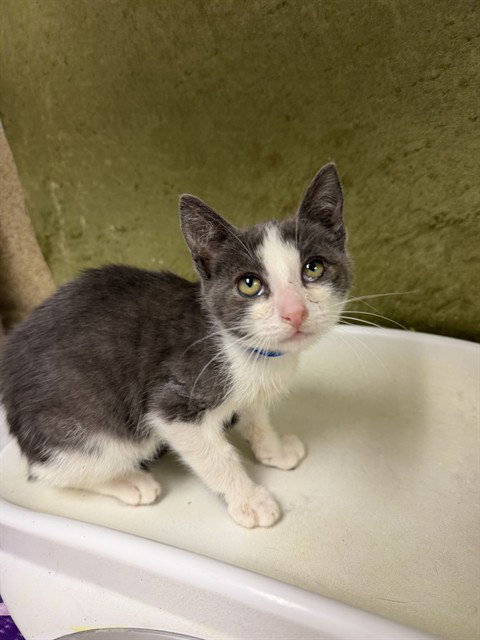 BREAD, Baby Domestic Short Hair (medium coat), cat for adoption in Ontario, California