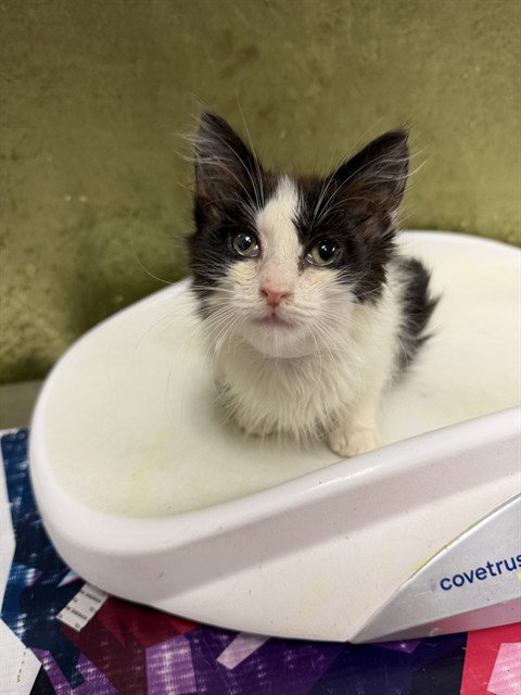 CUPCAKE, Baby Domestic Short Hair (medium coat), cat for adoption in Ontario, California