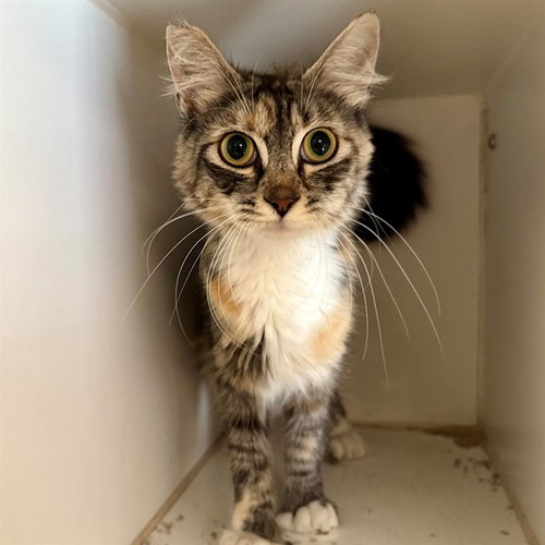 SPRINKLE, Young Domestic Short Hair (medium coat), cat for adoption in Perris, California