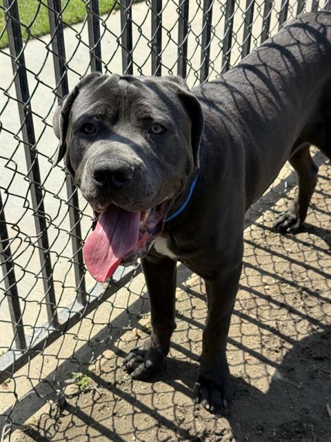 SAINT, an adoptable Cane Corso Mastiff in Riverside, CA