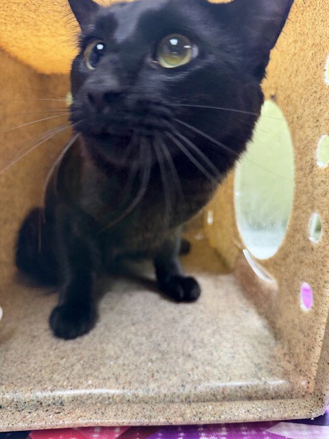 CHICO, Young Domestic Long Hair (medium coat), cat for adoption in Perris, California