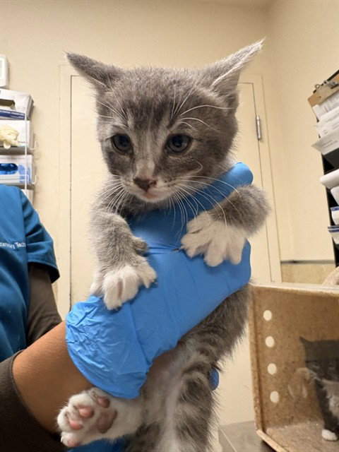 MR. MITTENS, Baby Domestic Short Hair (medium coat), cat for adoption in Ontario, California