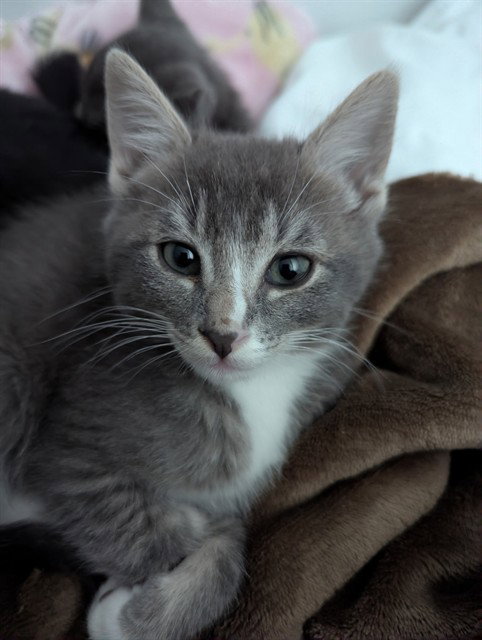 MR. MITTENS, Baby Domestic Short Hair (medium coat), cat for adoption in Perris, California