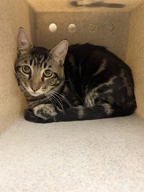 STARRY, Adult Domestic Short Hair (medium coat), cat for adoption in Ontario, California