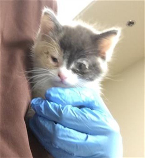 DELILAH, Baby Domestic Short Hair (medium coat), cat for adoption in Ontario, California