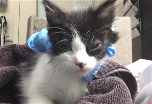 EMILIA, Baby Domestic Short Hair (medium coat), cat for adoption in Ontario, California