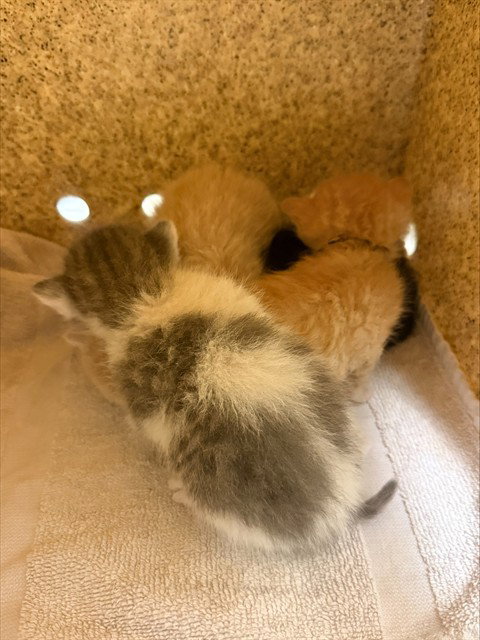 A1924369, Baby Domestic Short Hair (medium coat), cat for adoption in Ontario, California