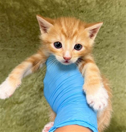 ROLLIE, Baby Domestic Short Hair (medium coat), cat for adoption in Ontario, California