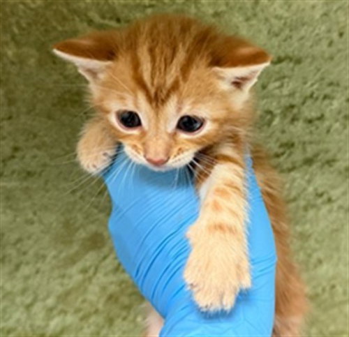LEO, Baby Domestic Short Hair (medium coat), cat for adoption in Ontario, California