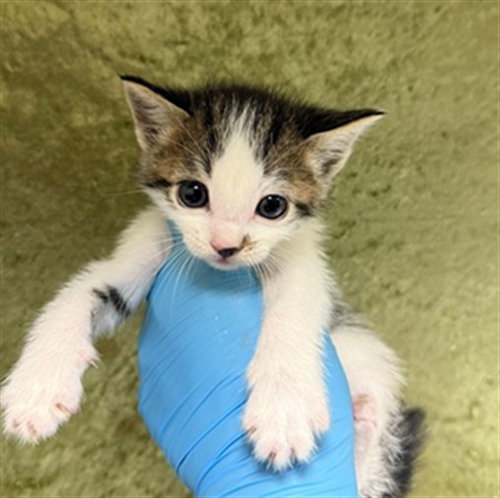 MIRIAM, Baby Domestic Short Hair (medium coat), cat for adoption in Ontario, California