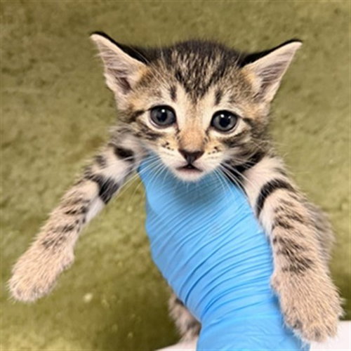 KIA, Baby Domestic Short Hair (medium coat), cat for adoption in Ontario, California