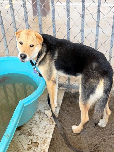 DUCKY, an adoptable Chinese Shar-Pei in Riverside, CA