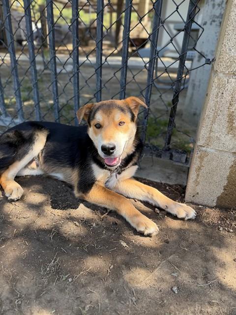 PETRIE, an adoptable Chinese Shar-Pei in Riverside, CA