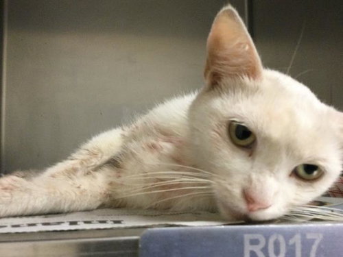 CREAM PUFF, Adult Domestic Short Hair (medium coat), cat for adoption in Perris, California