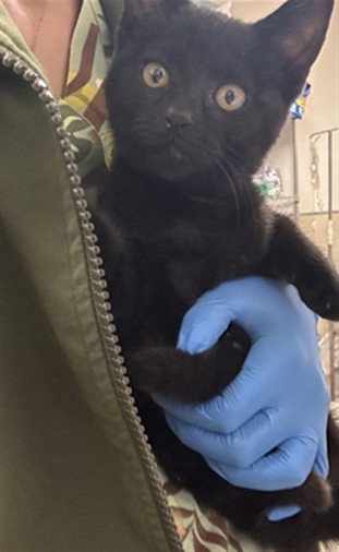 KNIGHTEN GAL, Baby Domestic Short Hair (medium coat), cat for adoption in Perris, California
