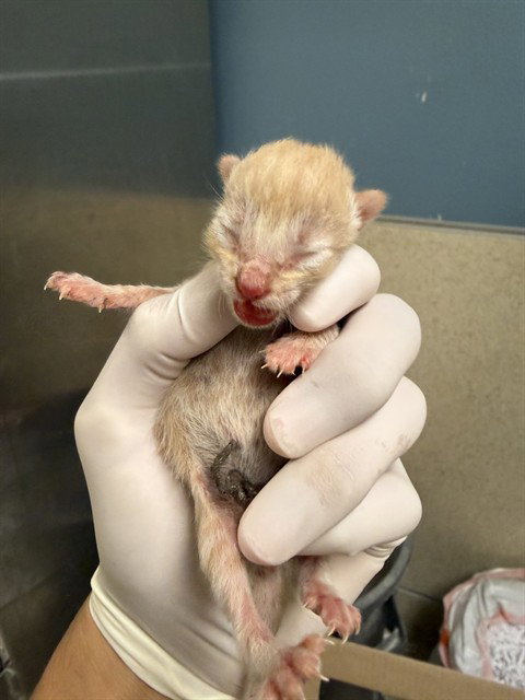 A1924505, Baby Domestic Short Hair (medium coat), cat for adoption in Perris, California