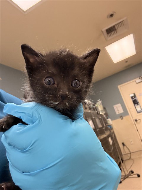 ROSE, Baby Domestic Short Hair (medium coat), cat for adoption in Perris, California
