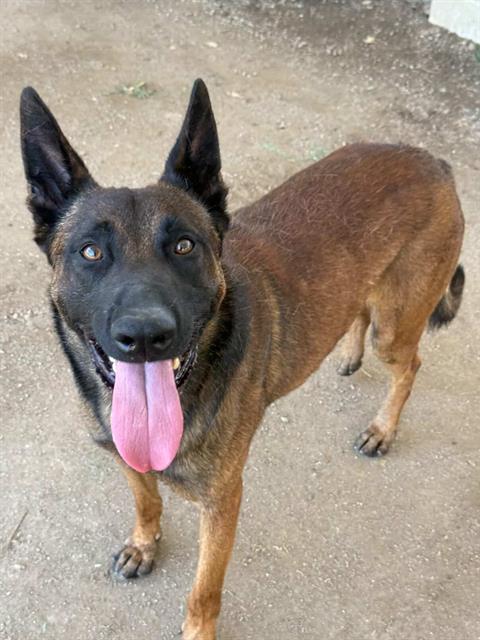 MAXIMO, an adoptable Belgian Shepherd Malinois in Riverside, CA