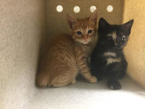 PICANTE, Baby Domestic Short Hair (medium coat), cat for adoption in Perris, California