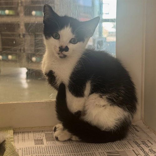 SNOOKIE, Baby Domestic Short Hair (medium coat), cat for adoption in Perris, California