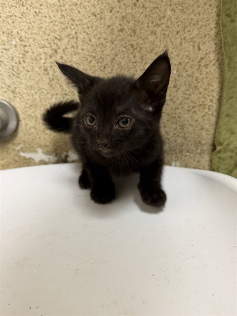 JUDY, Baby Domestic Short Hair (medium coat), cat for adoption in Perris, California