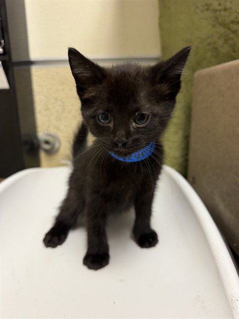 SHINOBU, Baby Domestic Short Hair (medium coat), cat for adoption in Perris, California