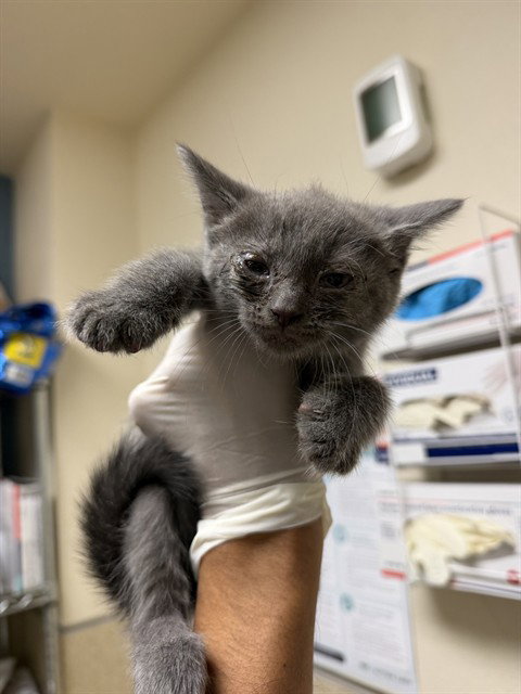 LISA, Baby Domestic Short Hair (medium coat), cat for adoption in Perris, California