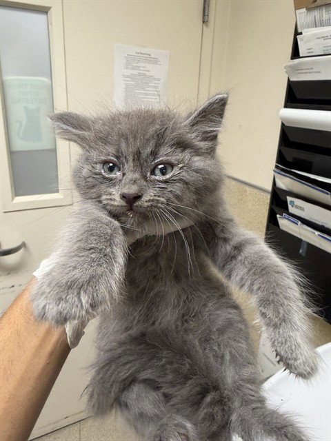 ERWIN, Baby Domestic Short Hair (medium coat), cat for adoption in Perris, California