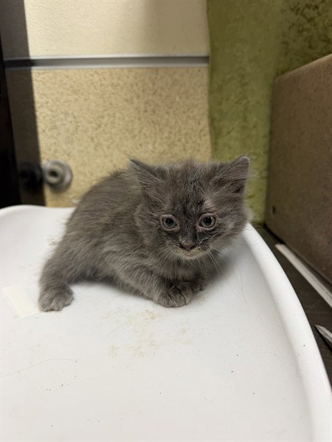 MIMI, Baby Domestic Short Hair (medium coat), cat for adoption in Perris, California