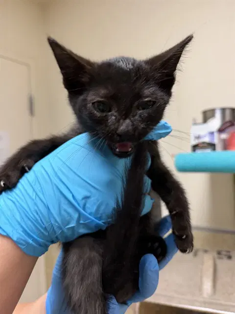Gambit - Domestic Short Hair
