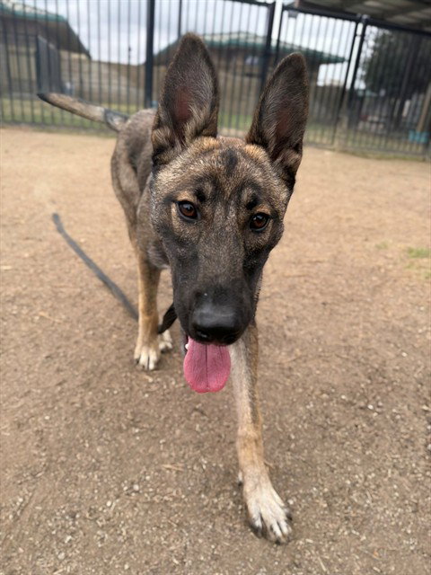 Xena