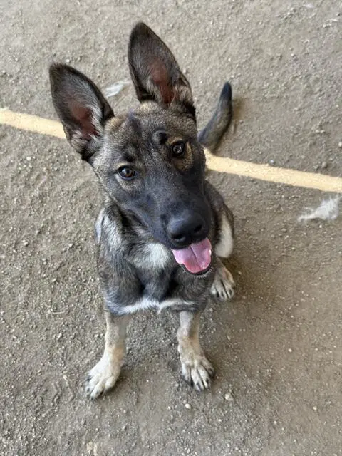 Xena - German Shepherd Dog