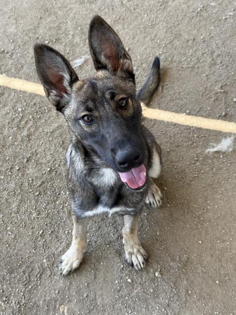 Xena