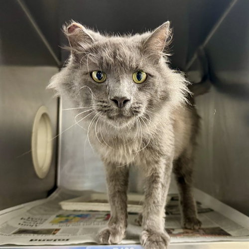 LILAC, an adoptable Maine Coon in Riverside, CA