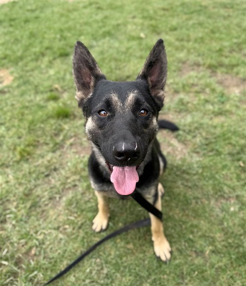 LALA, an adoptable German Shepherd Dog in Riverside, CA