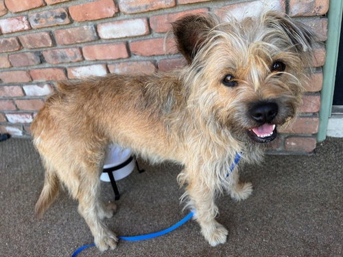 KNEESAA, an adoptable Border Terrier in Riverside, CA