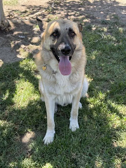 Pringle - German Shepherd Dog