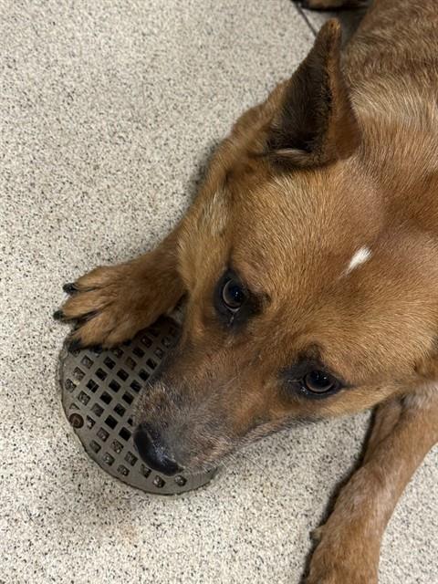 LILLY ANN, an adoptable Australian Cattle Dog in Riverside, CA